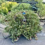 Borievka rozprestretá (Juniperus horizontalis) ´WILTONII´ - priemer rastliny 60-80 cm, kont. C20L